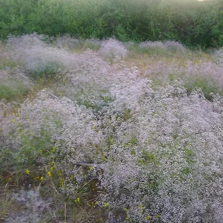 Provincija Паланга